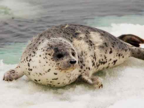 自然奇观：动物大迁徙(鳍足类)