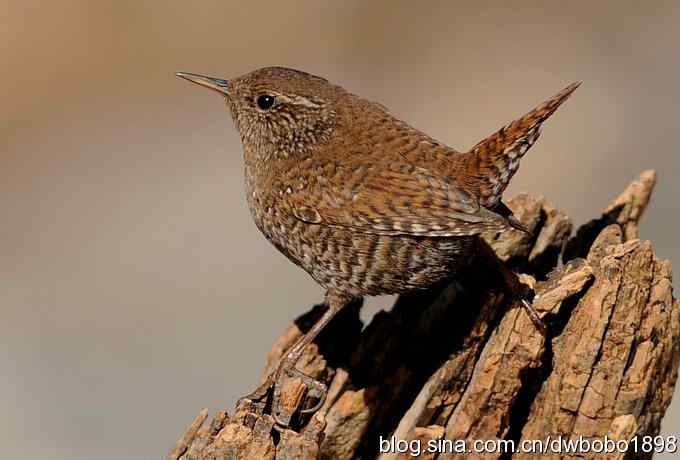 精灵般的小鹪鹩