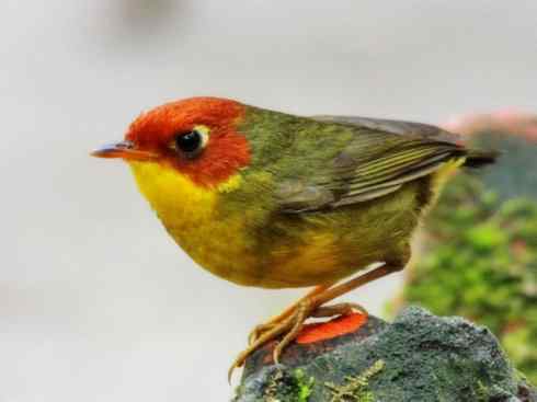 美丽无罪：雀鸟之地莺