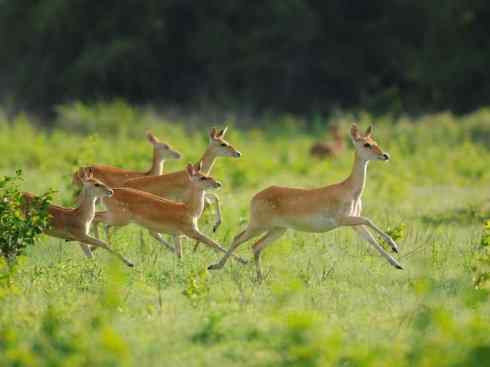 麒麟:传说的兽原型探秘(梅花鹿) 麒麟:传说的兽原型探秘(梅花鹿)
