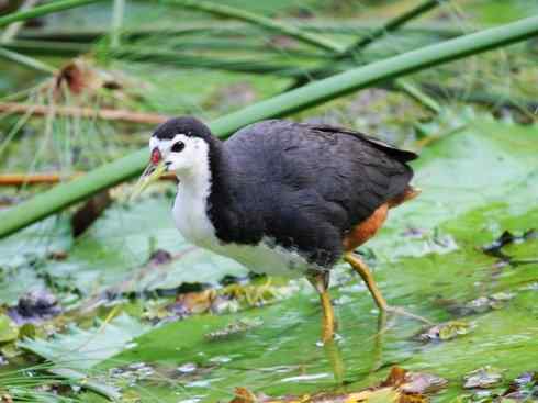 奇特的盔：非洲雉鸻