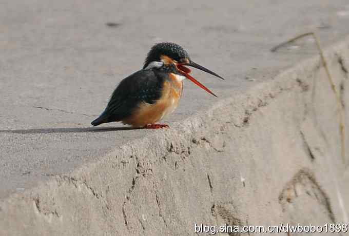 新年第一炮:小翠抓虾 新年第一炮:小翠抓虾