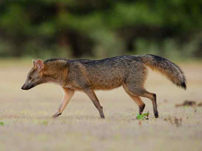 犬科：狐亚科食蟹狐属之食蟹狐