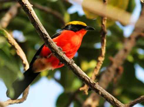 美丽无罪：雀鸟之丛伯劳