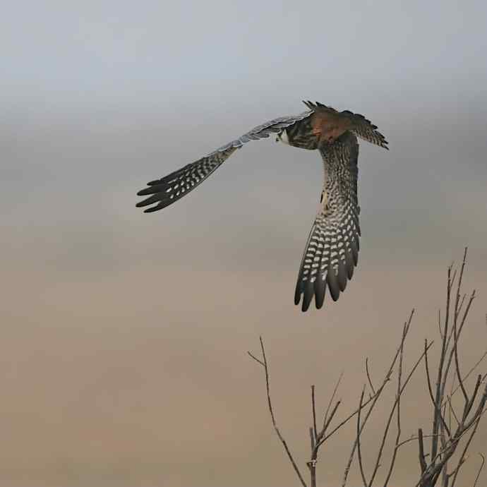 野鸭湖闹枝的小隼