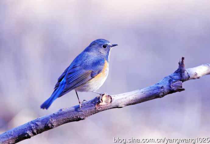 雄性红胁蓝尾鸲(11) 雄性红胁蓝尾鸲(11)