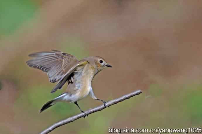 秋天的红喉姬鹟（10）