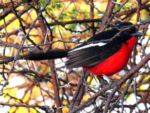 美丽无罪：雀鸟之丛伯劳