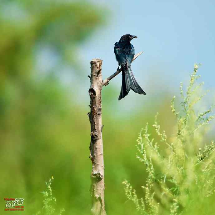 野鸭湖的黑衣舞者