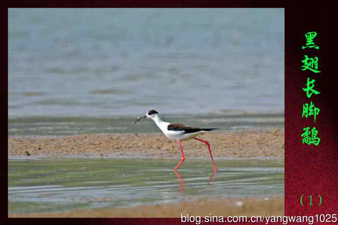 北京南海子公园的鸟类——黑翅长脚鹬（1）