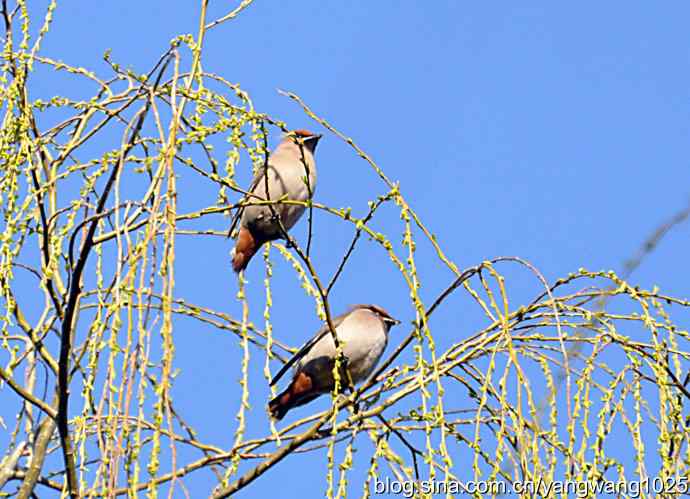 成双成对太平鸟 成双成对太平鸟