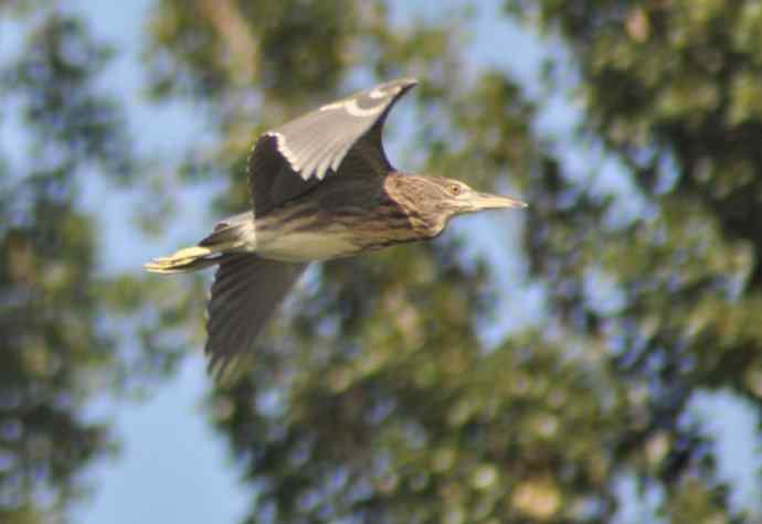 飞（夜鹭） wbr5