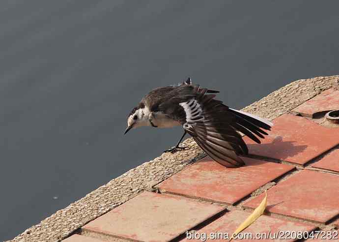 151.圣诞节送上12月份拍新鸟