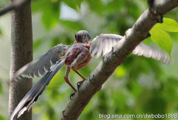 红嘴蓝鹊和它的宝宝