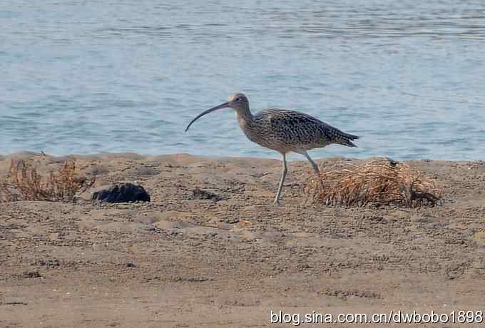 浅水湾：观日出赏美杓