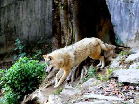 狈：传说的兽原型探秘（狼）