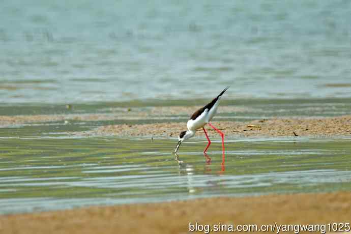 黑翅长脚鹬（1）