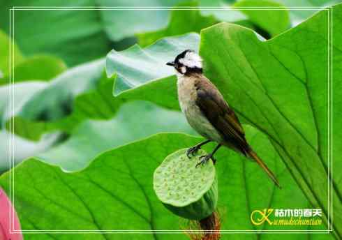 鈥溎袢蒜澋木适澜纭菊掌