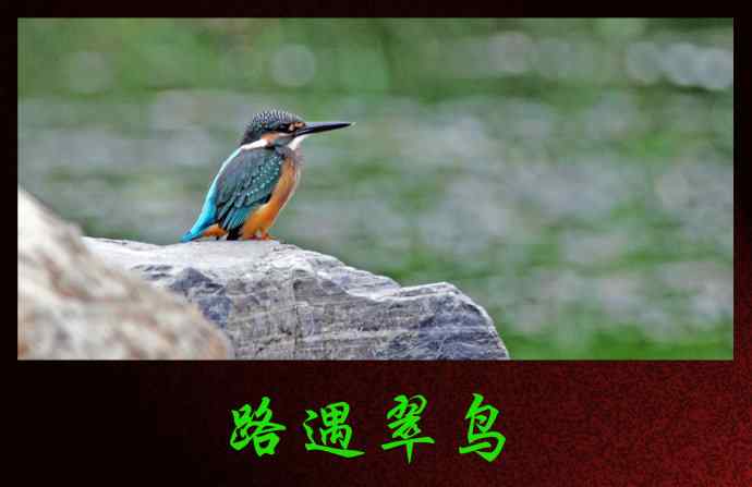 北京奥森公园的鸟类——路遇翠鸟