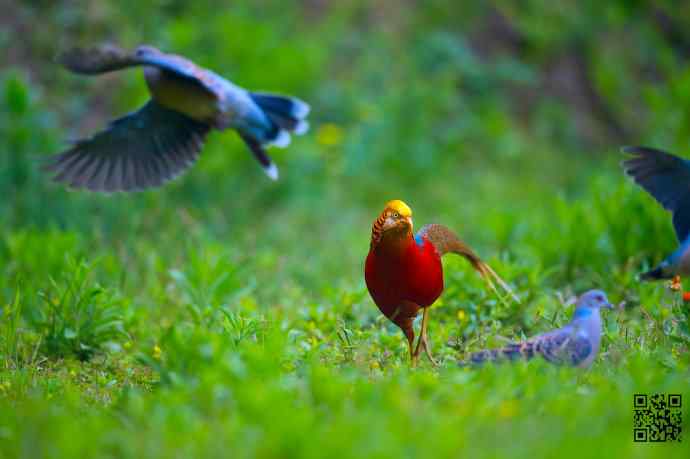 四月拍的红腹锦鸡