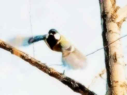 家禽驯化之源之二十六