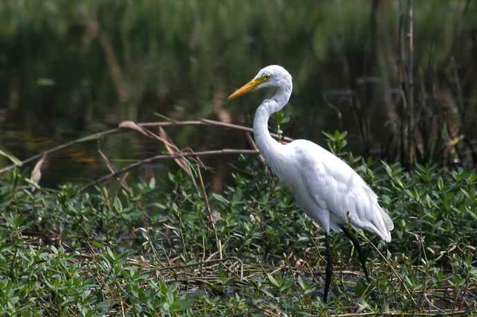 摄鸟拾趣（二十） wbr白鹭（一）