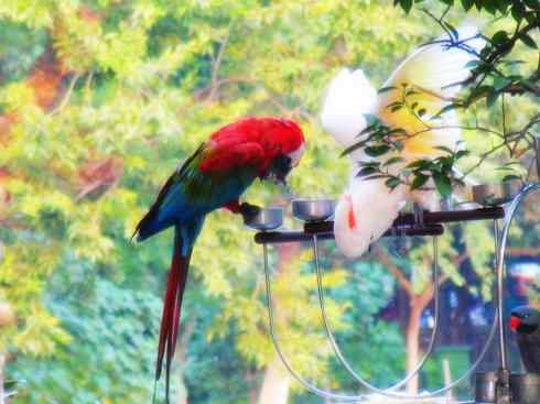 猎奇：长尾鸟雀之四（鹦鹉、盘尾、鹲）