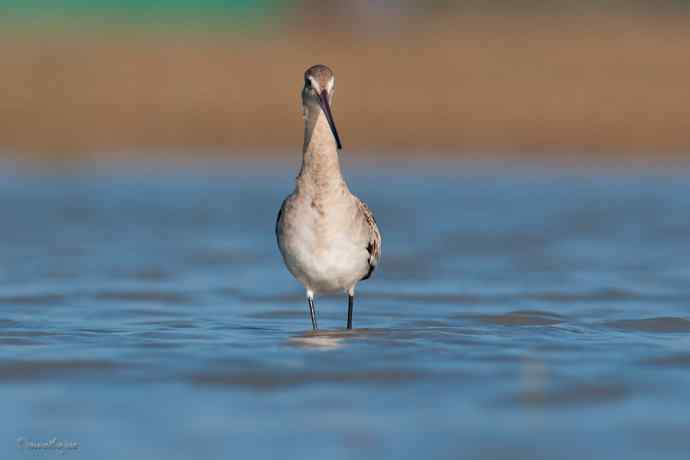 小鸟 wbr伊人 wbr珍珠婚
