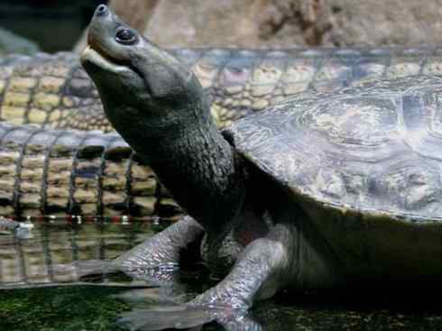 玄武:传说的兽原型探秘(潮龟) 玄武:传说的兽原型探秘(潮龟)