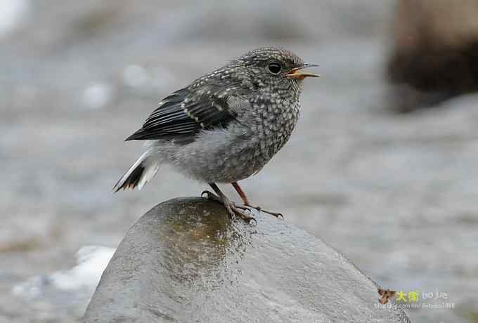 父爱如山：实拍红尾水鸲和它的四个宝宝们