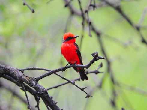 极品红色鸟类:朱红霸鶲 极品红色鸟类:朱红霸鶲