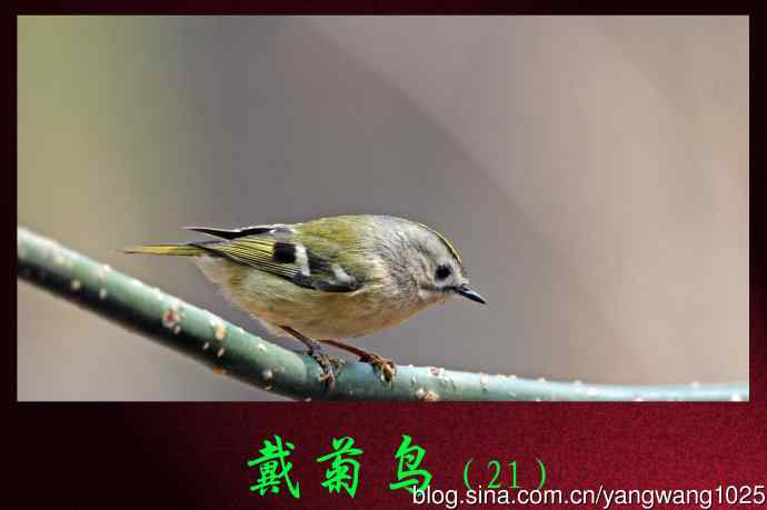 北京天坛公园的鸟类——戴菊鸟（21）