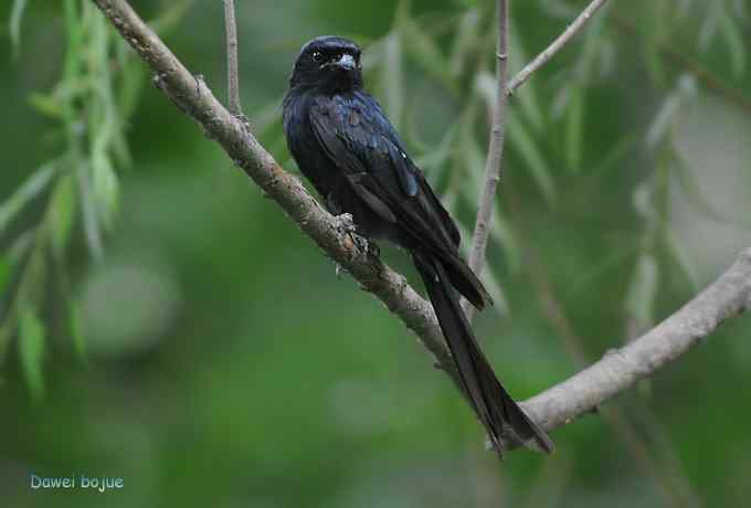 黑卷尾和疑似灰暗鹃鵙（雌）