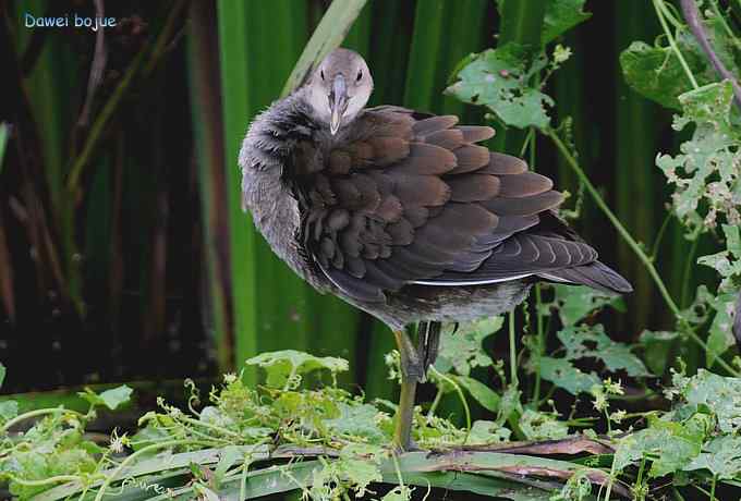 黑水鸡少年健身版
