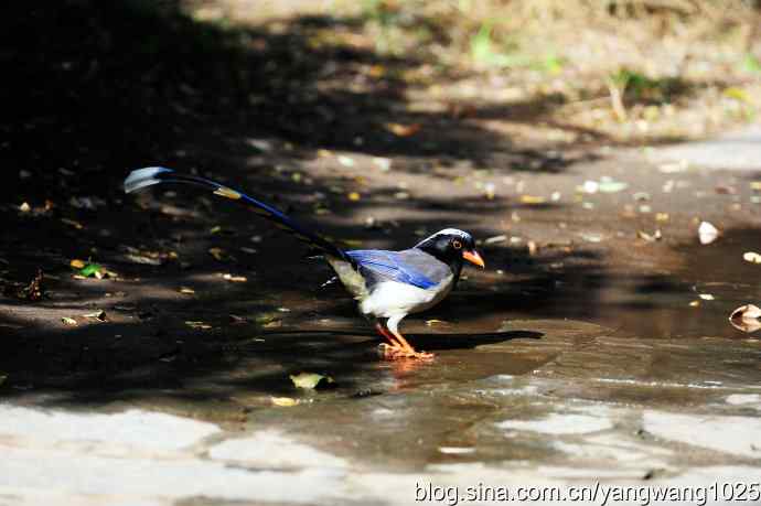 红嘴蓝鹊（5）