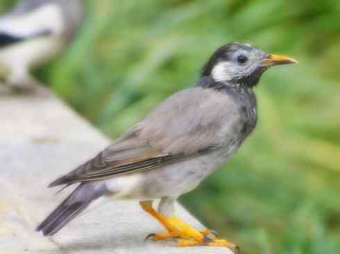 家禽驯化之源之二十三