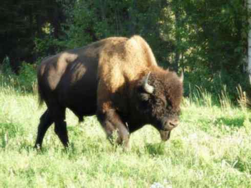 动物世界：山寨还是原创之九