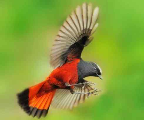 美丽无罪：雀鸟之溪鸲