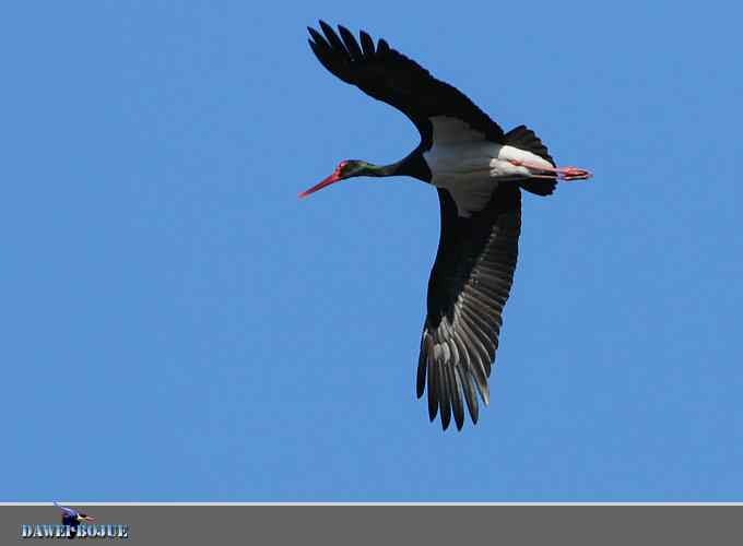 蓝天鹳影 蓝天鹳影