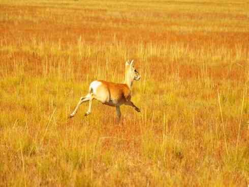 自然奇观：动物大迁徙(非洲大迁徙)