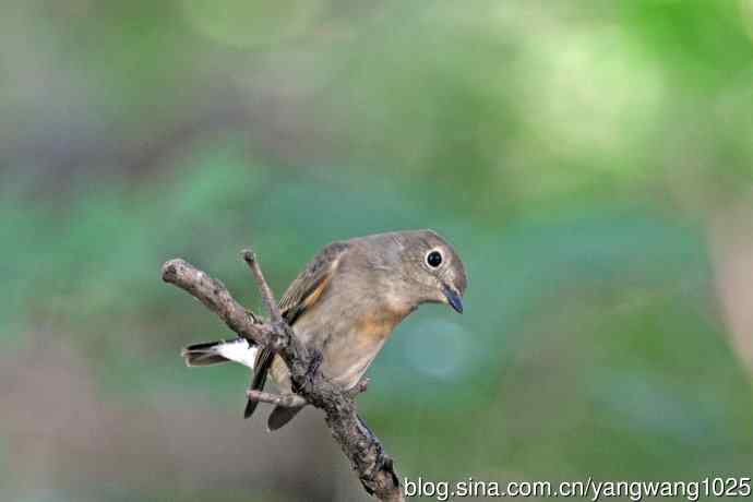 秋天的红喉姬鹟(1) 秋天的红喉姬鹟(1)