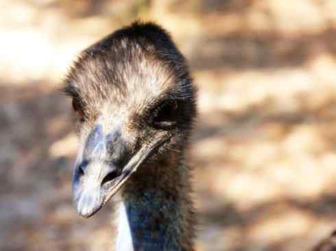 家禽驯化之源之十二