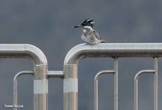 十渡几只鸟 十渡几只鸟