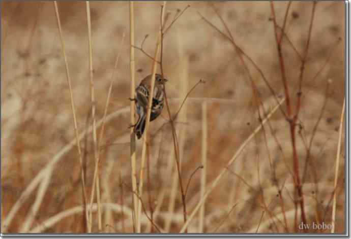 野鸭湖猛禽-红隼、短耳鸮、毛脚鵟