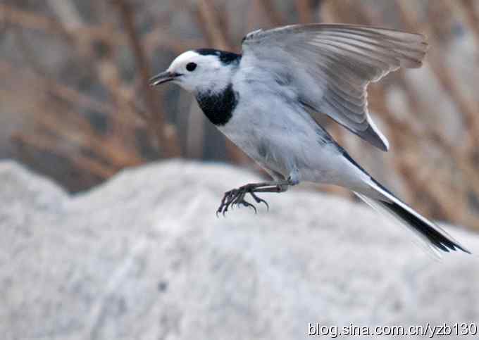 春节过后首次擦枪(组图)