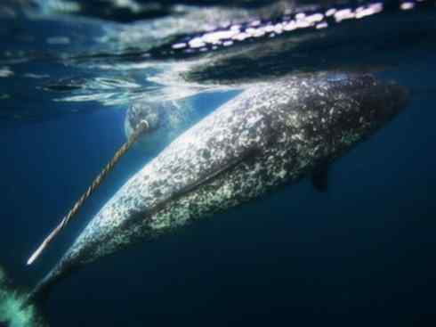 独角兽:传说的兽原型探秘(独角鲸) 独角兽:传说的兽原型探秘(独角鲸)