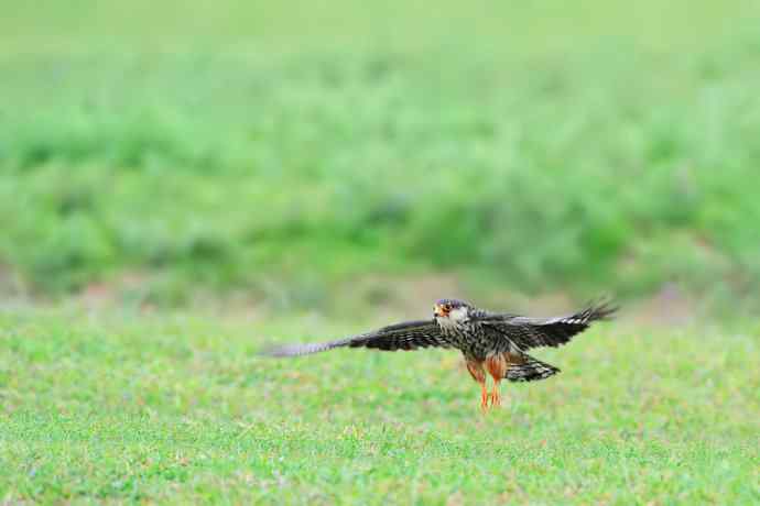 周末野鸭湖（自然摄影）