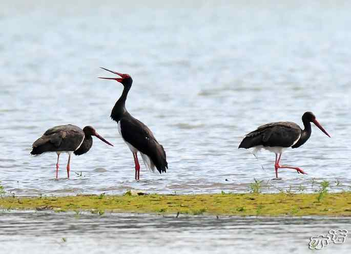 白河堡&nbsp;wbr路&nbsp;wbr路遇黑鹳