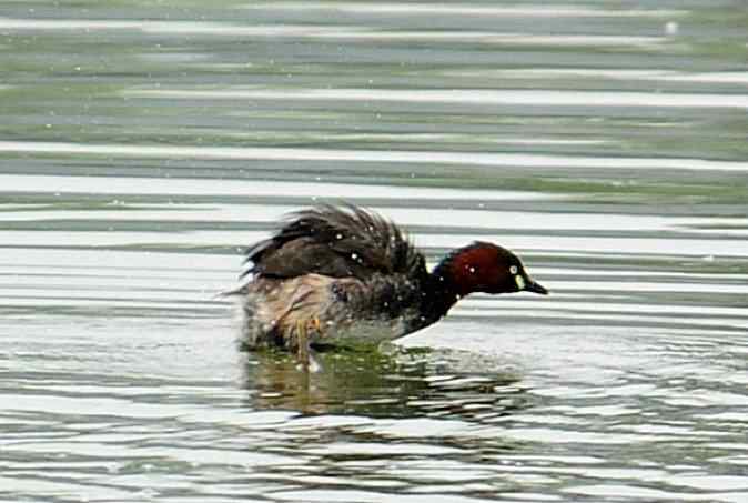 小掐架(圆明园)