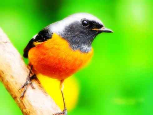 美丽无罪：雀鸟之林鸲